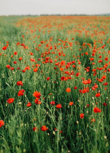 Large field with beautiful red poppies. Summer landscape...