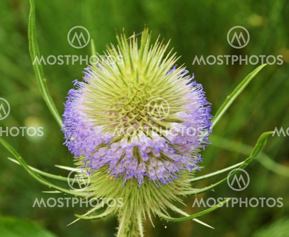 Wild Teasel (Dipsacus fullonum).
