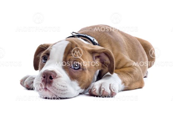 Bulldog puppy