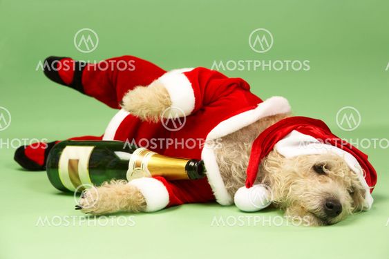 Small Dog In Santa Costume Lying Down With Champagne Bottle