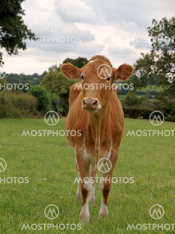 Young Guernsey Cow