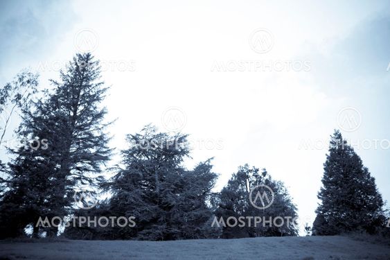 beautiful green trees on a hill top