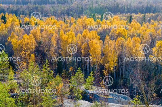 Colorful autumn forest from above view