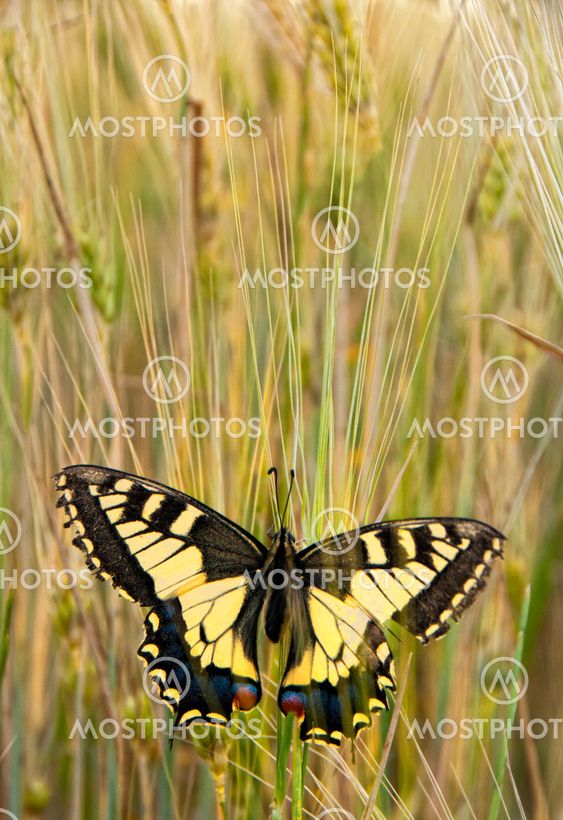 Eastern Festoon Butterfly