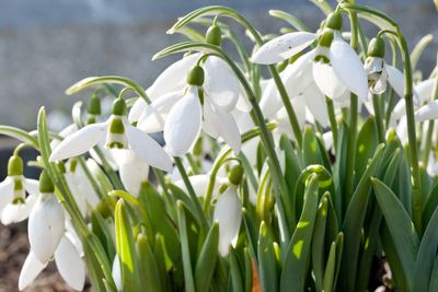 Spring Snowdrop 