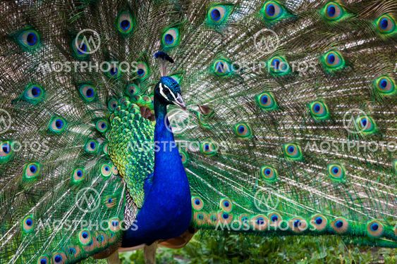 Beautiful peacock