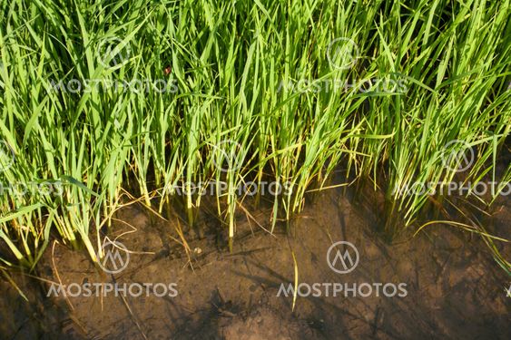 Seedlings of rice growing in paddy fields with water