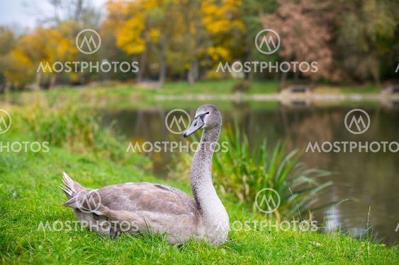 Swan grazing on a green meadow.