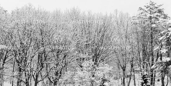 Layers of snow covered winter trees with no leaves