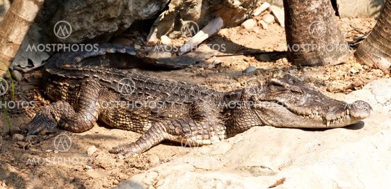 Dangerous crocodiles in a farm, Thailand