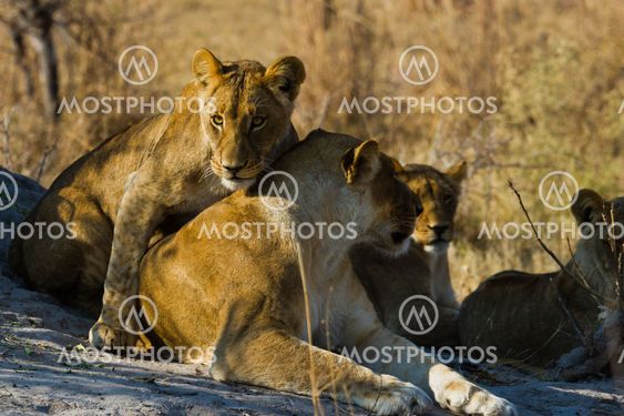 lion the king of the jungle of Tanzania