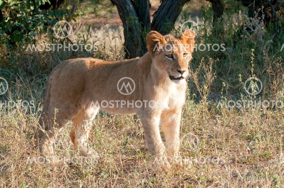 Lion - Löwe