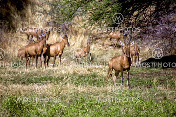 a group of red hartebeest in daan viljoen game park namibia africa