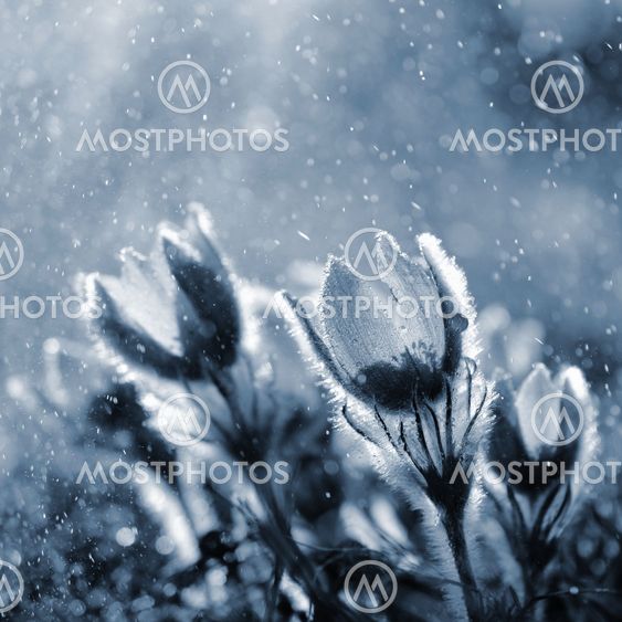 Purple pasqueflowers (Pulsatilla grandis) in the rain...