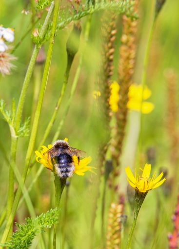 Bumblebee perched on a yellow wildflower looking for nectar