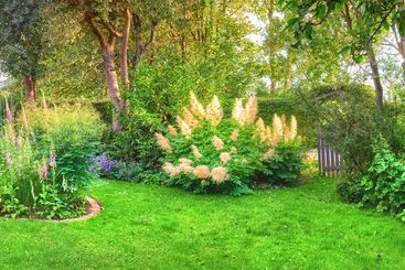 Trees, sustainability and bushes in nature, garden and...