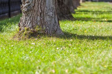 Trunks of trees in a morning sunlight park perspective...
