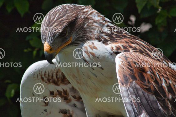 Ferruginous hawk (Buteo regalis)
