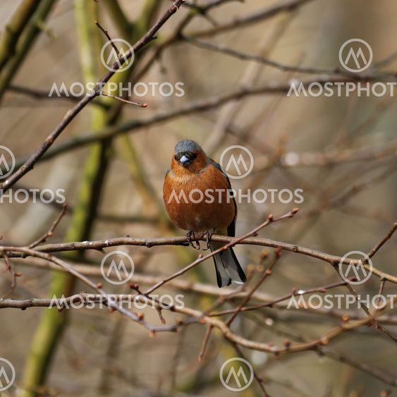 Male Chaffinch perched in woodland