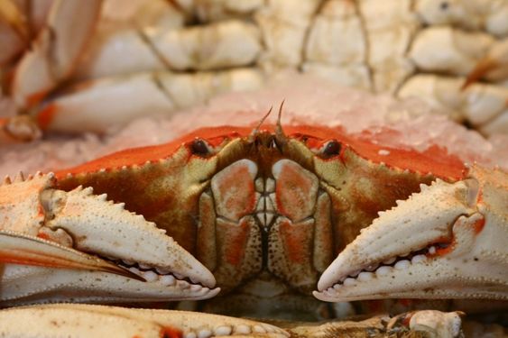 Crab