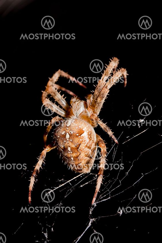 Spider