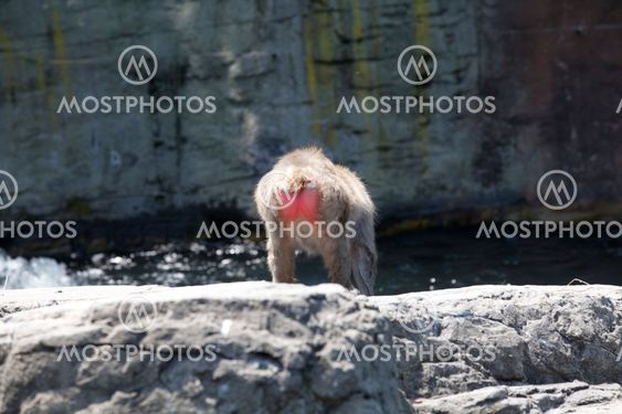 Snow monkey
