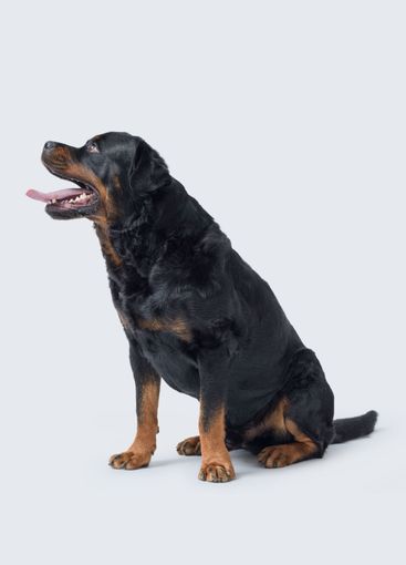 Beautiful Rottweiler sitting and looking away