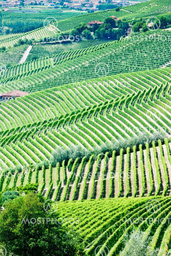 vineyars near Barbaresco, Piedmont, Italy