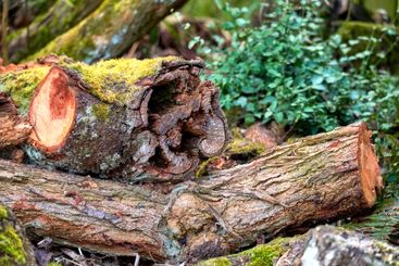 Nature, growth and plants with environment, branches and...