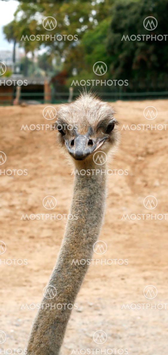 curious ostrich