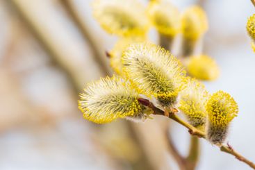 Nature awakes in spring. Blooming willow twigs and furry...