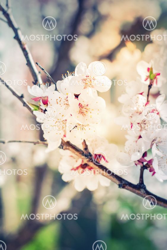 White Flowers of Cherry on a Branch