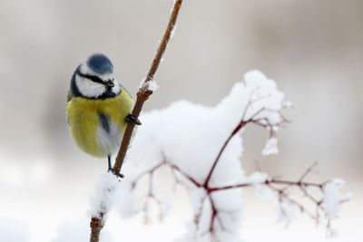 Cute blue tit bird sitting on a branch covered with snow