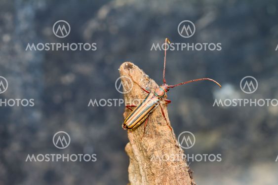longhorn beetle