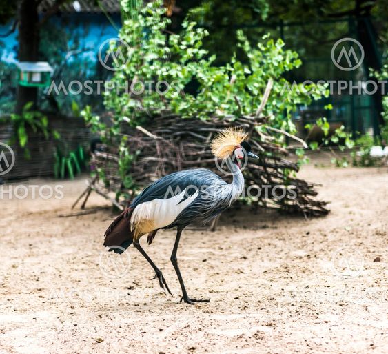 African Crowned Crane