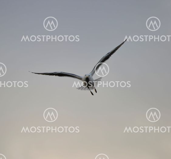 Lesser Black-backed gull