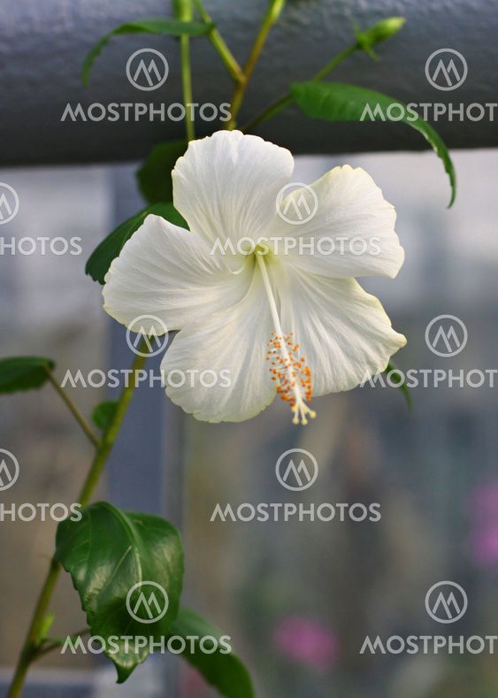 White Hibiscus flower