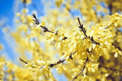Forsythia europaea background