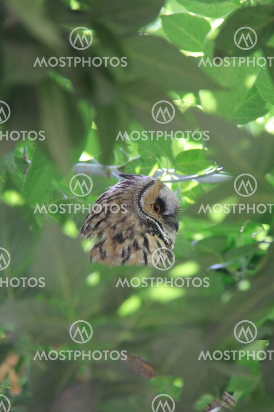 owl on green tree