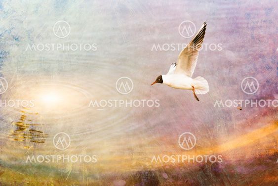 Seagull over the Water