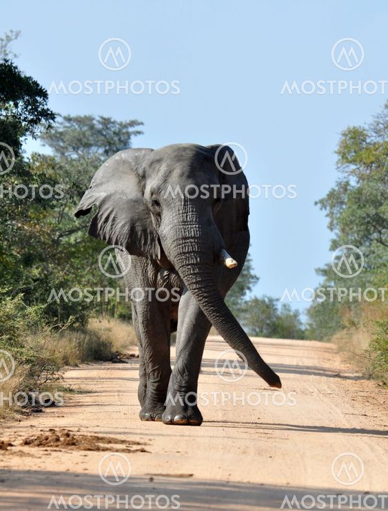 African Elephant