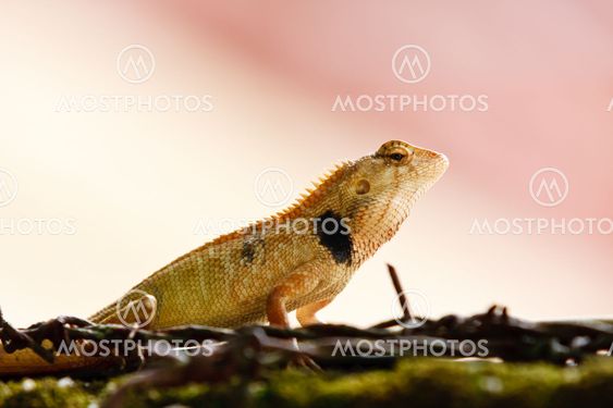 Wild lizard at rain forest in Thailand