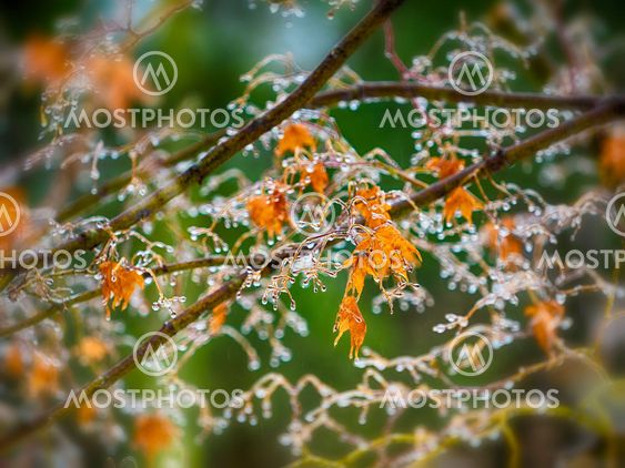 Icy winter maple leaves