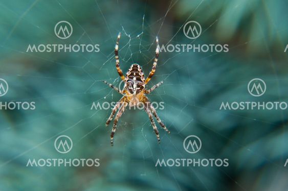 spider on web hanging on the branch