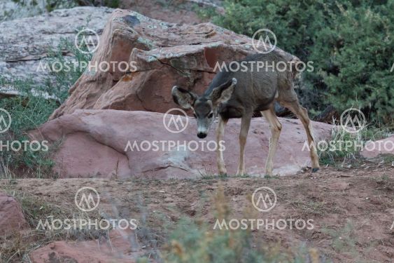 Doe Walking in Zion