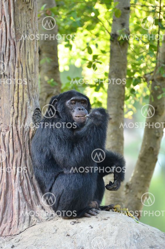 chimpanzee