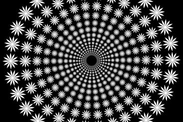 multiple concentric circles made of white flowers on black