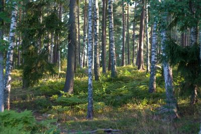 Sun glowing in forest