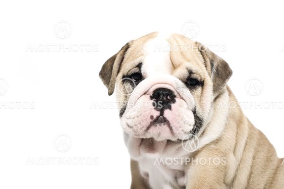 English bulldog puppy isolated