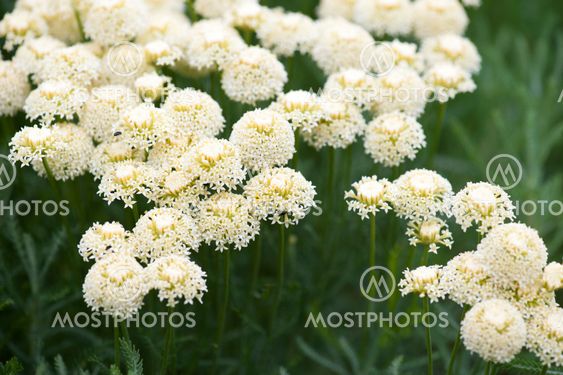 Achillea